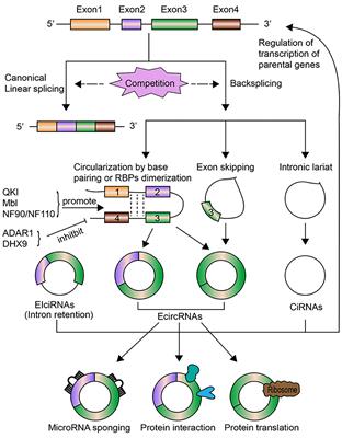 Circular RNAs as Novel Diagnostic Biomarkers and Therapeutic Targets in Kidney Disease